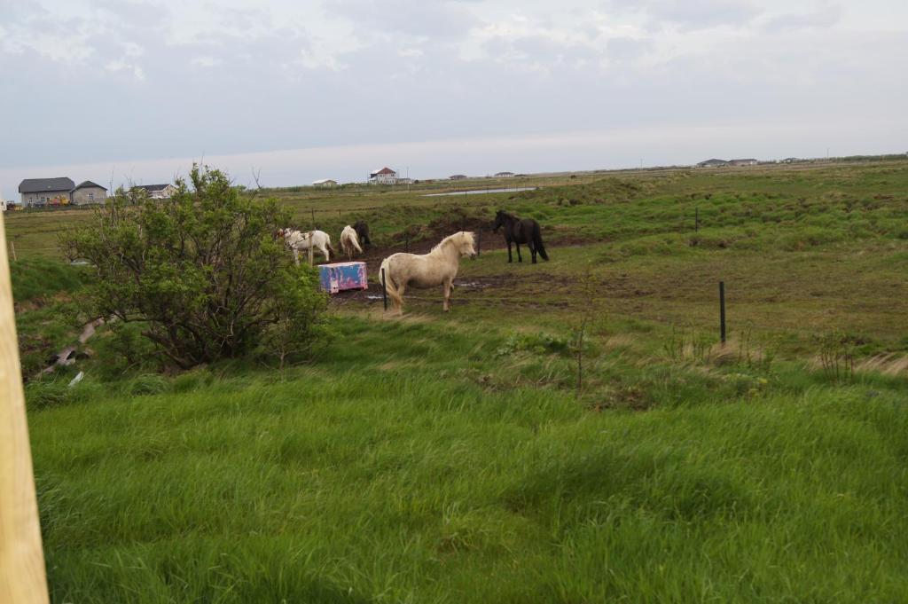 Guesthouse Nordheimar Selfoss Exteriér fotografie