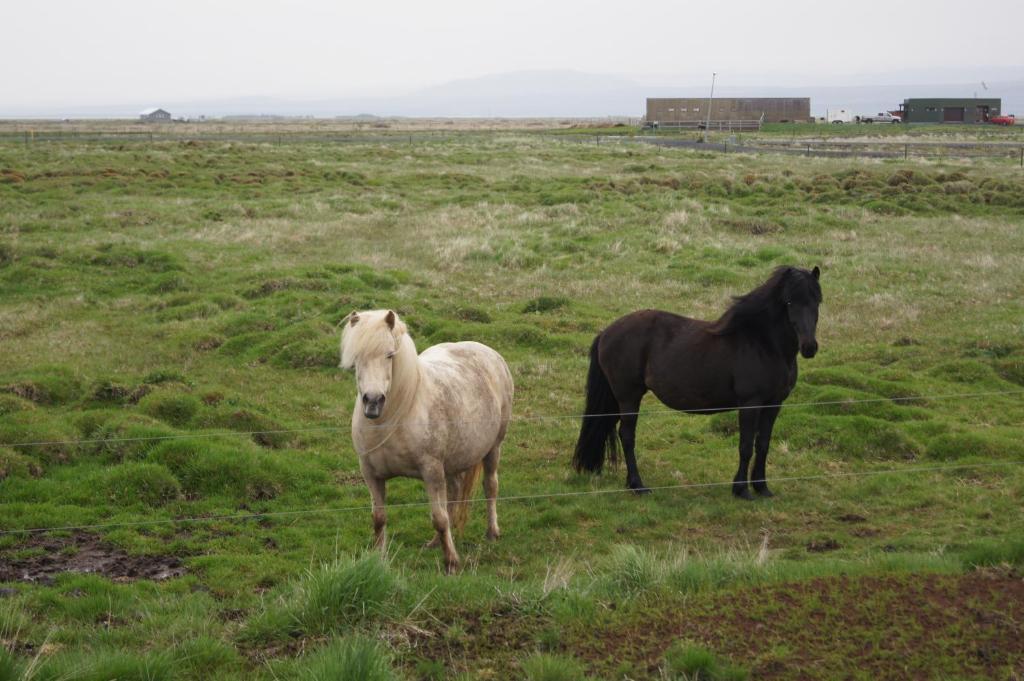 Guesthouse Nordheimar Selfoss Exteriér fotografie